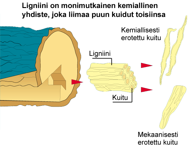 19 virtausvastukset kasvavat. Kiertovirtaukseen voidaan lisätä valkolipeää ja tarvittaessa ottaa vastaava määrä mustalipeää pois alkali- ja kuiva-aineprofiilien tasoittamiseksi.