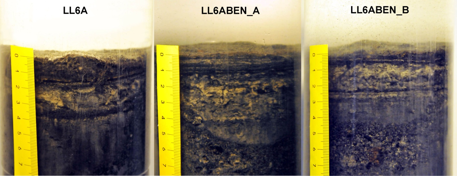 LL6A area At LL6A the sediment surface was fluffy and organic rich (Figure 21). The colour was black and smell of hydrogen sulphide was detected.