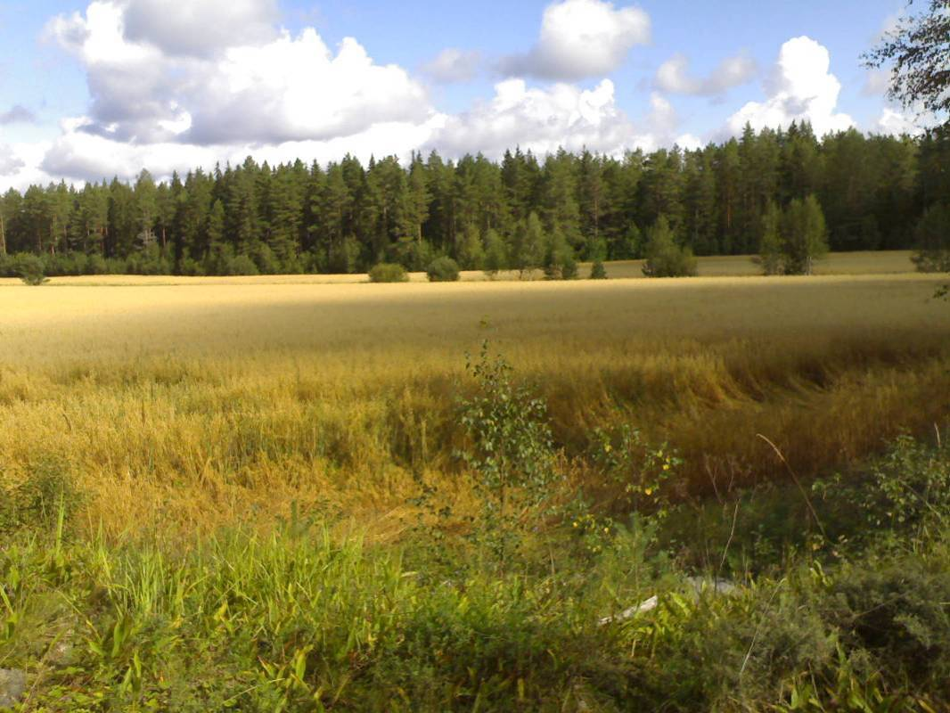KANALAHANKE MYNÄMÄELLE YMPÄRISTÖVAIKUTUSTEN
