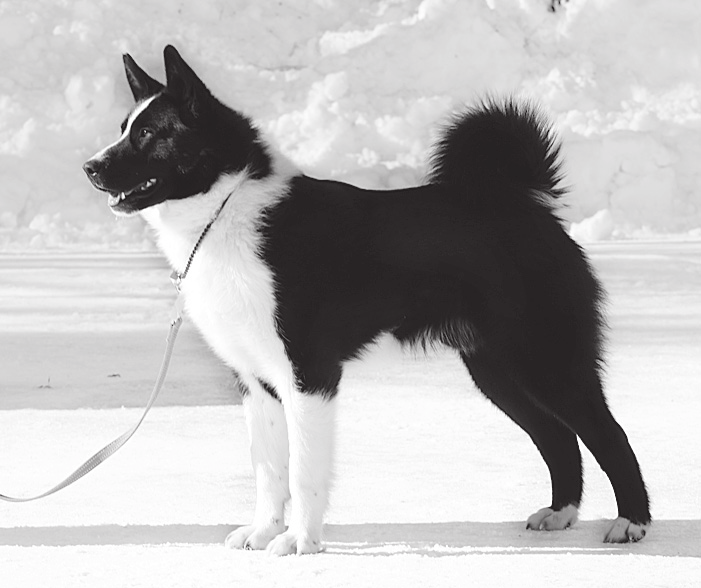 Kuopion Jalostuspäivillä 30.1.2011 näyttelyn kolmanneksi kauneimmaksi koiraksi valittiin Päivi ja Arvo Silomäen suomenpystykorvanarttu Loukkaharjun Neiti.