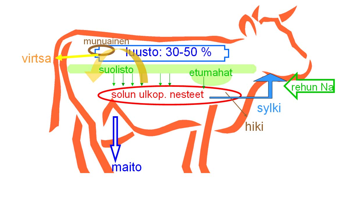 NATRIUM, suolan toinen osa Vaikuttaa elimistön nestetasapainoon sekä myös happo emäs tasapainoon Sydämen ja hermoimpulssien eteneminen (Na/K) Osallistuu ravinteiden imeytymiseen (Na K pumppu) Rehun