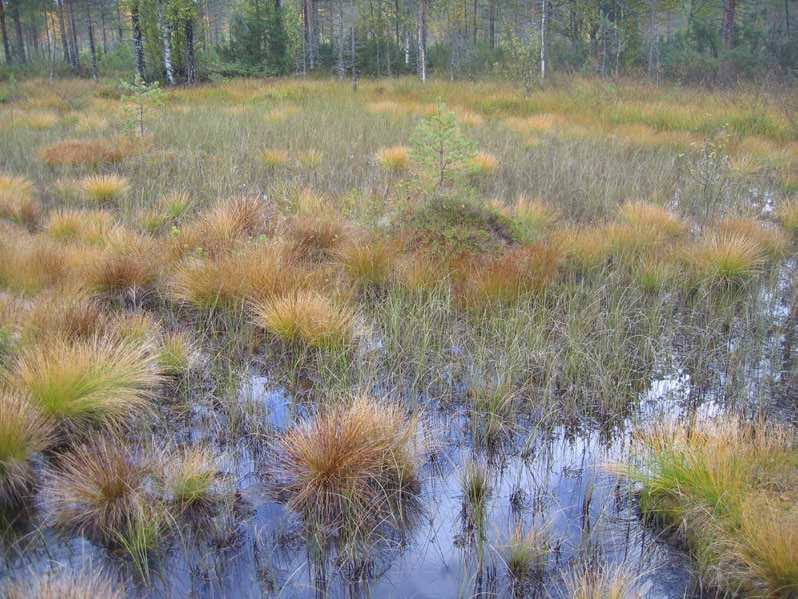 Lapinlahdella (Varpaisjärvellä) tutkitut suot ja niiden turvevarat. Osa 6. Taulukko 10. Pilkkasuon eri syvyysalueiden pinta-alat, keskisyvyydet ja turvemäärät.