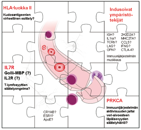 Kuva 2. MS-taudin»biologinen palapeli»: MS-tautialttiuteen yhdistettyjä geenejä ja niiden mahdollinen rooli taudin patogeneesissä. geenin havaitseminen MS-alttiuteen liittyväksi (ks. myöhemmin).