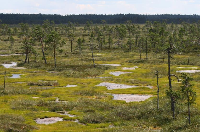 FCG SUUNNITTELU JA TEKNIIKKA OY Mikonkeitaan tuulivoimapuisto 166 Kuva 10.27. Haapakeitaan Natura-alueeseen ja soidensuojeluohjelmaan kuuluvaa Mustasaarenkeitaan aluetta.