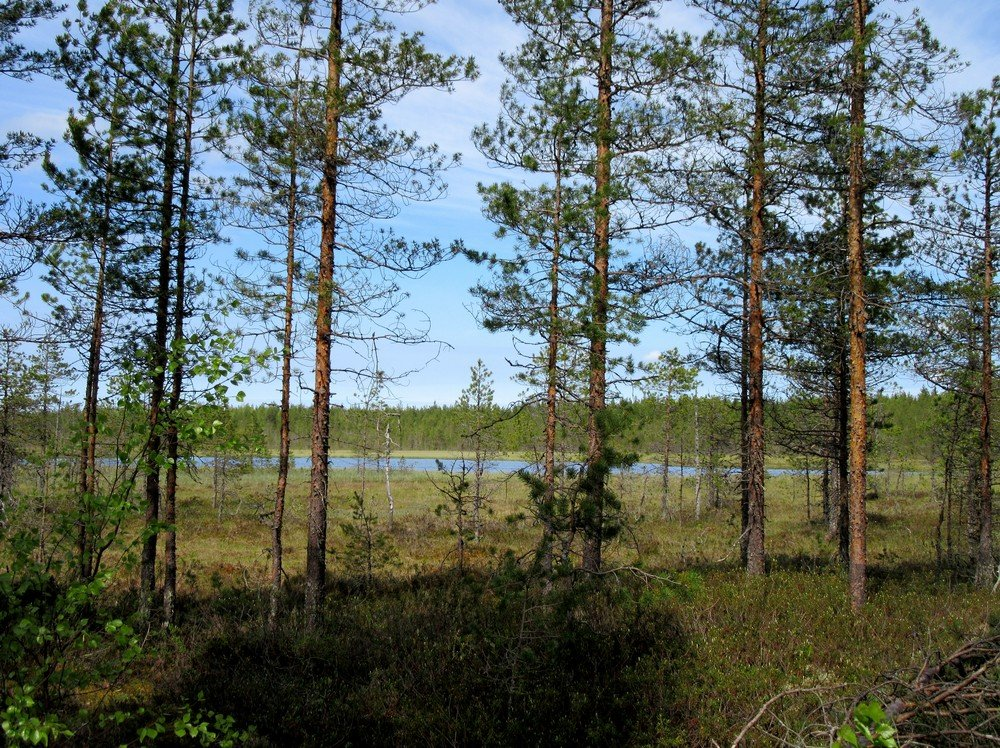 Pyhäjoki 2015 Polusjärven tuulipuiston arkeologinen inventointi Jaana
