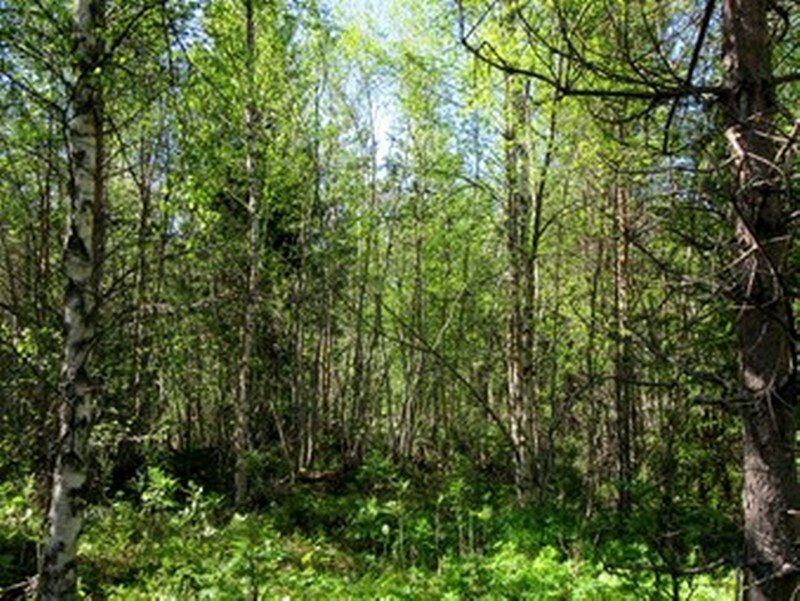 19 Kuva 4. Voimalapaikka 1, läntinen varausalue, kivinen tasainen kangas, nuorta kasvatusmetsikköä. Kuva 5.