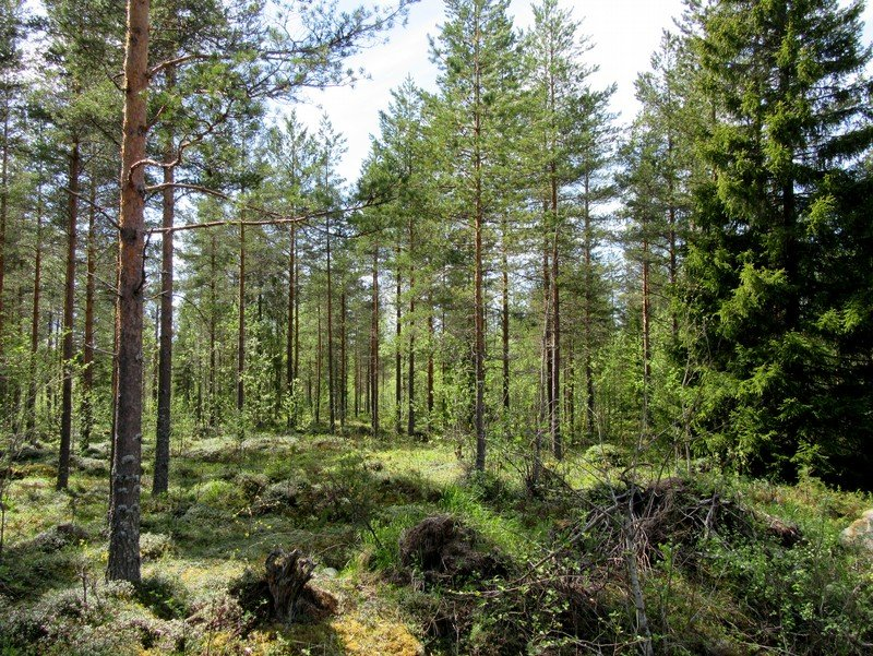 21 Kuva 10. Voimalapaikka 6, varausalueen keskiosa, tuoreehko tasainen kangas, nuorta kasvatusmetsää. Kuva 11.