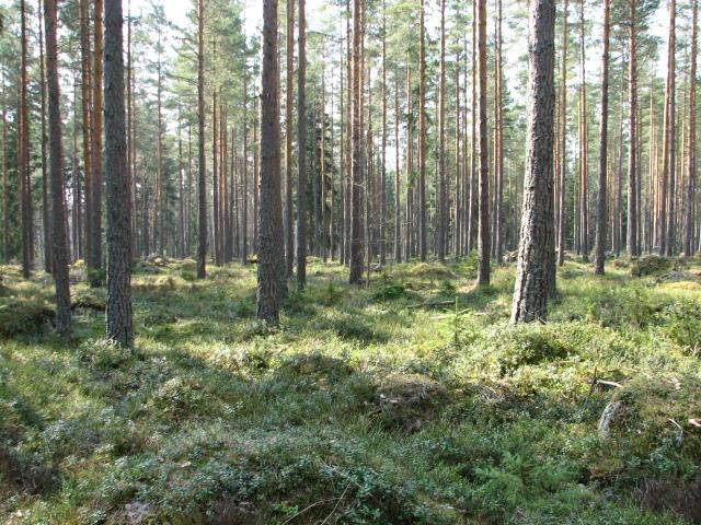 HARMAAKALLION ALUE LUONTOSELVITYS LOVIISAN KAUPUNKI Kaavoitus- ja