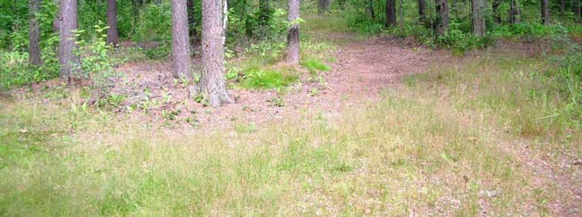 Luontotieto Keiron Oy Hyvinään aupuni, esustaajaman laajentumisalueet, AK 14.10.2009 Luontoselvitys 10 (20) ruotsinpitäpalo ja ahdeaunoi.