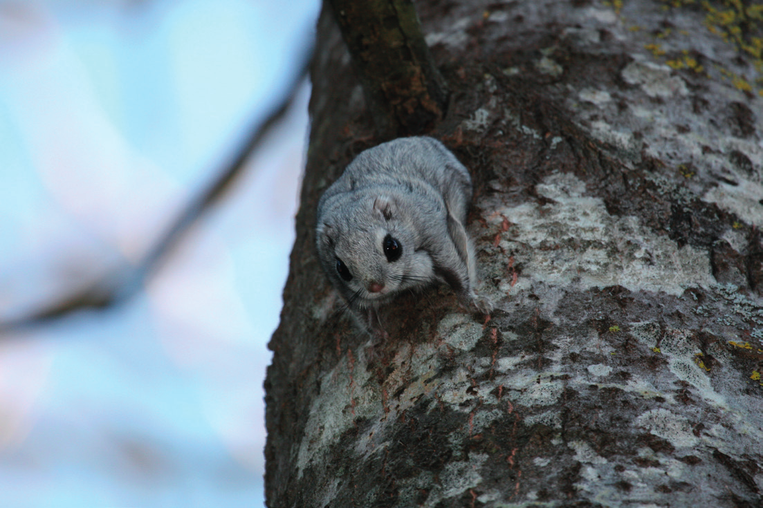 4.4 Liito-oravaselvitys 4.4.1 Johdanto Liito-orava (Pteromys volans) kuuluu EU:n Luontodirektiivin liitteen IV lajeihin ja on siten erityisesti suojeltu laji koko EU:n alueella.