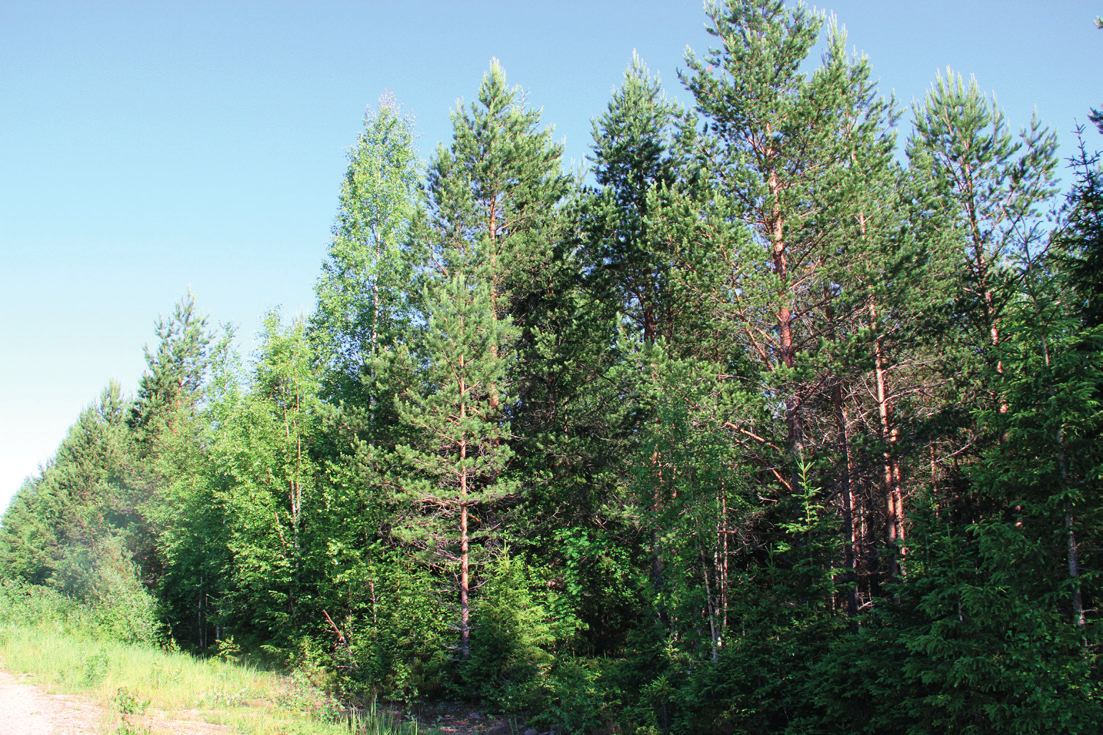 Voimala 2 Suunniteltu voimalanpaikka sijoittuu metsäautotien varteen ja ympäröivä alue on eri-ikäistä mäntytaimikkoa. Mäntytaimikon lisäksi alueen itäpuolella on hieman varttuneempaa kuusikkoa.