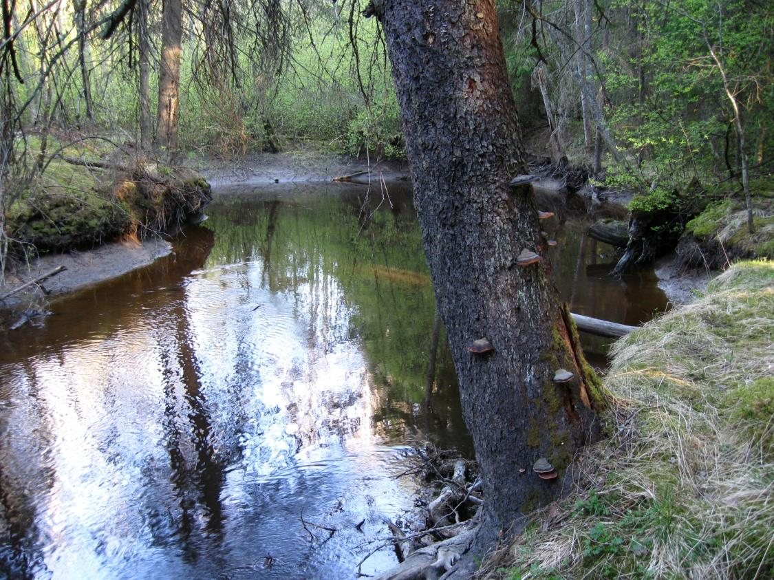 Näkymä jokivarresta Hiilimäen eteläpuolella. JH. 3.