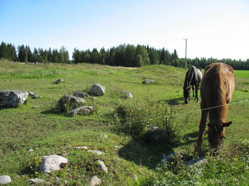 Maiseman- ja luonnonhoidon tuet Ei-tuotannolliset investointituet (jatkohoidosta täytyy tehdä erityistukisopimus) kosteikkojen perustamiseen perinnebiotooppien alkuraivaus ja aitaaminen Erityistuet