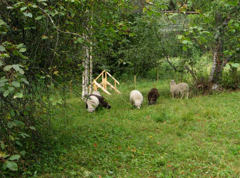 Lammaslaidunnuksen vaikutuksia - Laidunnus vähentää kasvien biomassaa - Kasvillisuus muuttuu matalammaksi, mutta samalla tiiviimmäksi. Sorkat rikkovat maata.