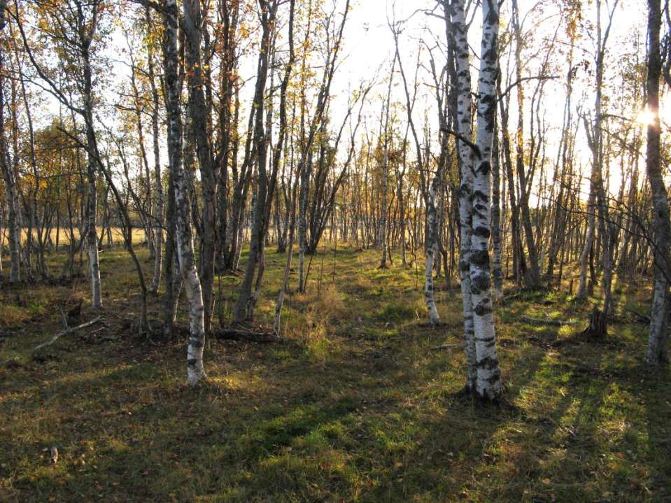 Hakamaat ja metsälaitumet