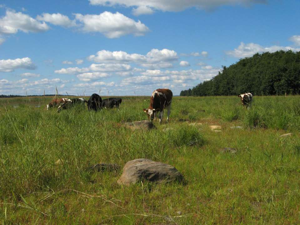 Järvenrantaniityt ja