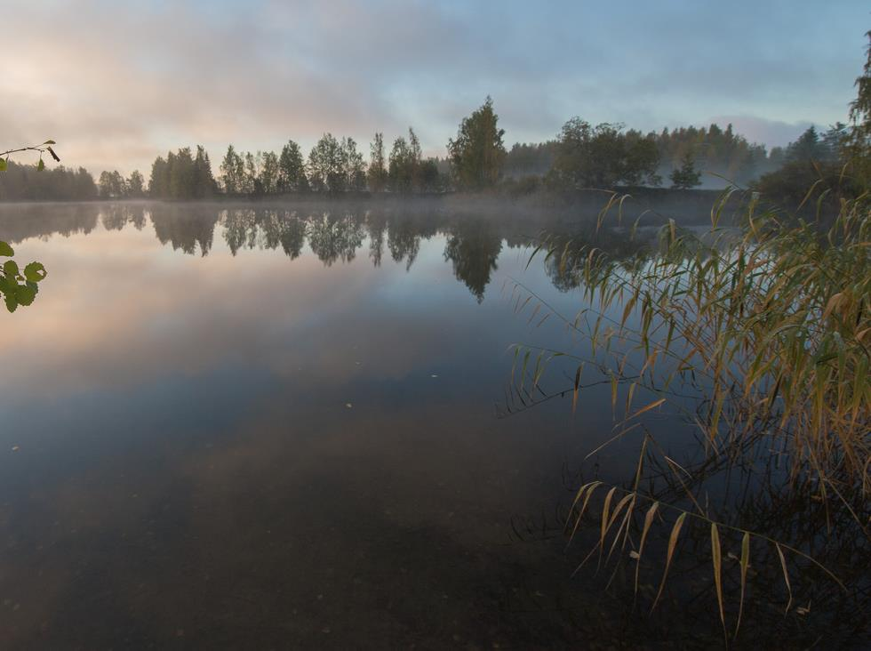 Luonnon monimuotoisuuden vähenemisen pysäyttämiseen tarvitaan uusia toimintamalleja, kokeiluja ja