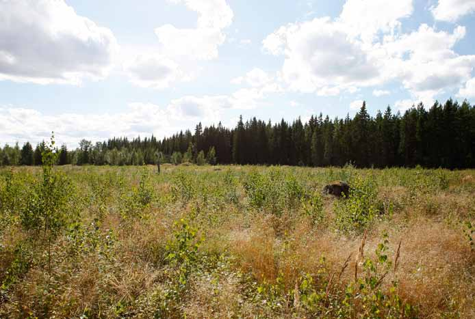 Voimalapaikka 1 Laaja hakkuualue, jossa kasvaa lähinnä koivujen taimia. Lähellä on myös varttuneempi taimikko, joka on lehtipuuvaltainen.