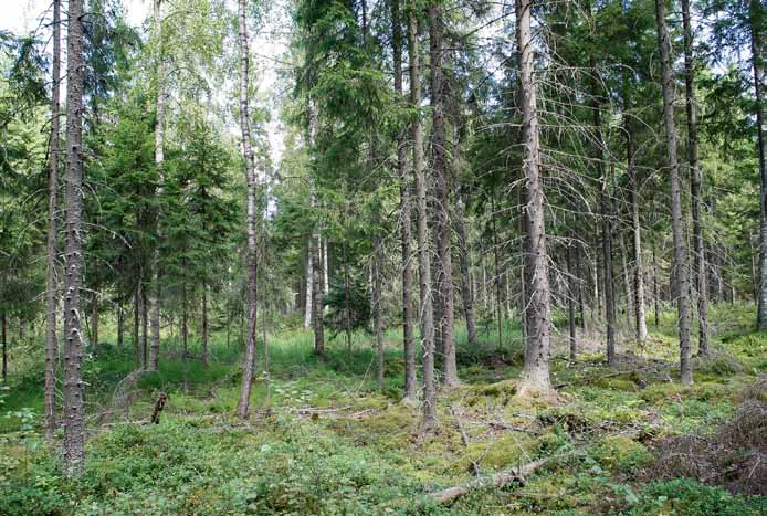 Voimalapaikka 2 Melko nuori tuore kuusikkokangas, joka on osin myös lehtomaista kangasta.