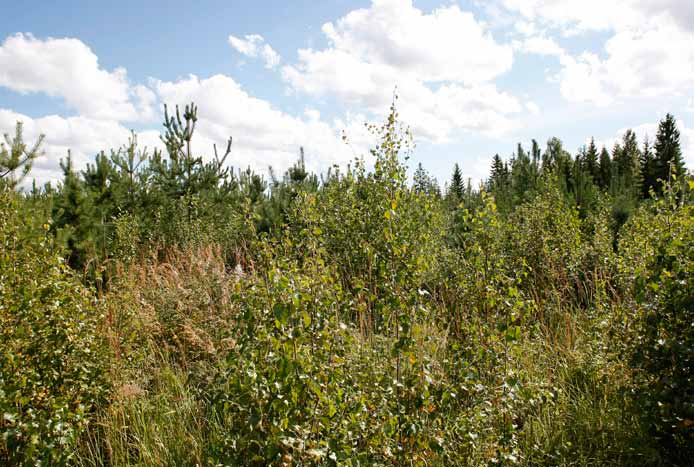 Voimalapaikka 3 Päätehakattu alue, jossa kasvaa hyvin runsaasti koivujen ja mäntyjen taimia. Jättöpuina kasvaa kookkaita haapoja, joissa on koloja. Hakkuualan laiteilla on kuusikankaita.