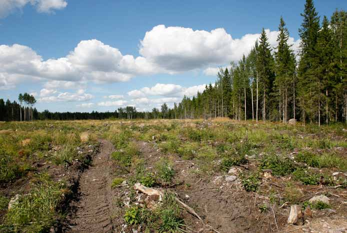 Voimalapaikka 5 Päätehakattu alue, jossa kasvaa toistaiseksi vain pioneerikasveja. Aluetta reunustaa vanhahkot kuusikankaat. Heikko.