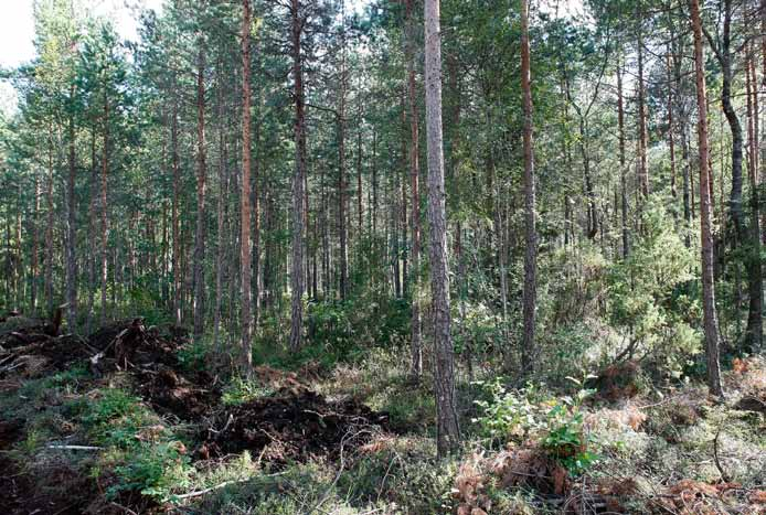 Voimalapaikka 12 Mäntyvaltainen muuttuma, jossa on useita tuoreita ojalinjoja. Puusto on nuorta ja tiheää.