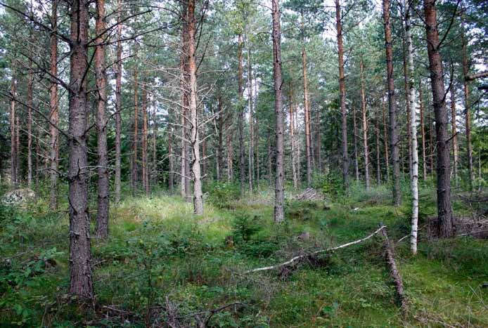 Voimalapaikka 18 Nuori puolukkatyypin kasvatusmännikkö. Melko lähellä on pieniä vesialtaita ja ojalinja.