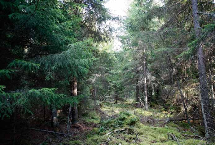 Voimalapaikka 21 Melko tiheärakenteinen tuore kangas, jossa kuusi on valtapuu.