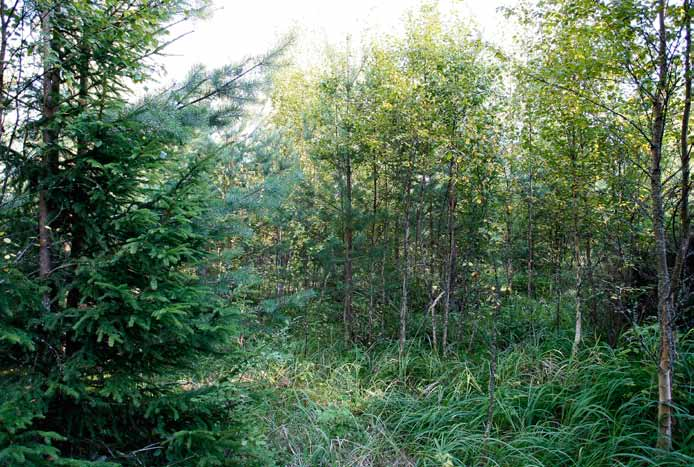 Voimalapaikka 22 Tiheäkasvuinen koivu- ja mäntytaimikko.