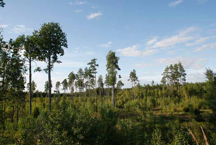 Voimalapaikka 24 Hakkuualue, jossa kasvaa paljon lehtipuiden taimia. Jättöpuina on kymmeniä kookkaita haapoja ja myös mäntyjä. Alueen eteläpuolella on avoin kaatopaikka.