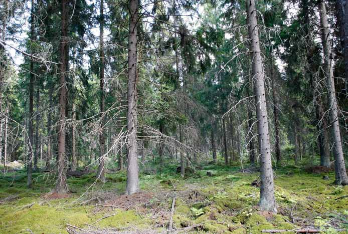 Voimalapaikka 27 Ojalinjan laiteilla oleva lehtomainen ja tuore kangas, jossa kuuset ovat osin järeitä.