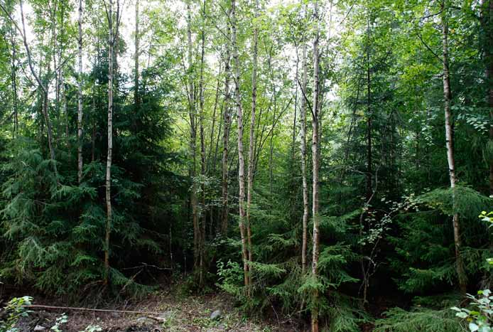 Voimalapaikka 28 Tiheä ja kosteapohjainen metsä, jossa kasvaa nuoria kuusia ja koivuja.