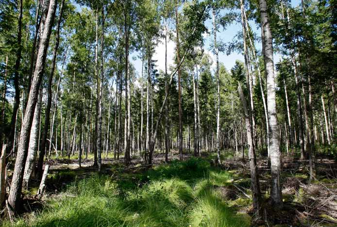 Voimalapaikka 32 Harvennettu ja osin soistunut metsä, jossa koivu on valtapuu.