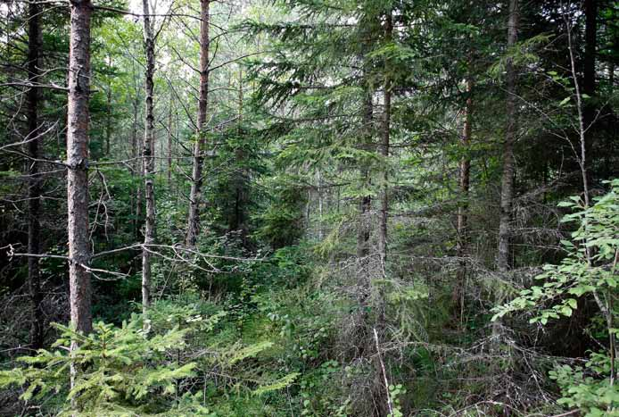 Voimalapaikka 33 Tiheä soistuma, jossa kasvaa niin mäntyjä, kuusia kuin koivujakin. Lähellä on paahteisia paikkoja, joissa mikroilmasto on suotuisampi Heikko.