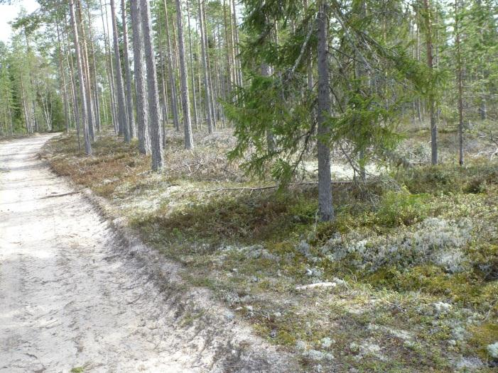 7 Kohde sijaitsee Ketunperän Koivikon talosta noin 400 m etelälounaaseen olevalla kankaalla, sen pohjoisreunalla olevan notkelman ja kankaanreunan välissä.