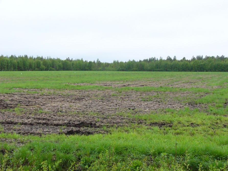 Talvituhojen tyypit - pakkanen, lisääntyy - jääpolte, lisääntyy - rouste, lisääntyy - kevätahava,