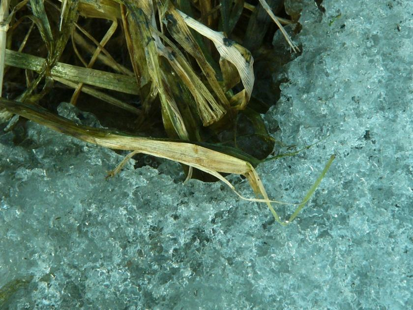 Kuningas talvi vaikuttaa tulevaisuudessakin -viljelyalue -lumiolot pysyvä lumipeite ohut routa ei pakkasvaurioita