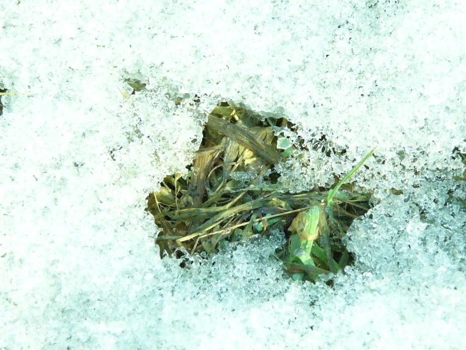 Talvehtimisolosuhteet -lumi hyvä eriste -ruohovartiset kasvit eivät kehitä todellista lepovaihetta, elintoiminnat jatkuvat hidastuneina läpi
