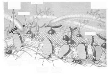 Fosfolipidit Sterolit PHOSPHOLIPIDS Phosohatidylcholine (shown) Phosphatidylethanolamine Phosphatidylserine Phosphatidylthreonine Phosphatidylinositol Phosphatidylglycerol Diphosphatidylglecerol