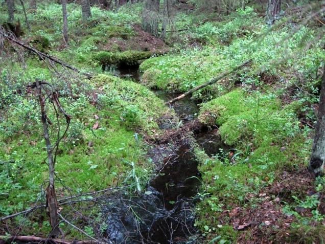 ELYt ja terrestrinen luonto Terrestrisen luonnon inventointitarpeita 1) Kaavoitus 2) Luonnonsuojelun toteuttaminen: 1) NATURA-verkosto 2) Suojeluohjelmat 3) Luontotyyppien rajaukset 4)