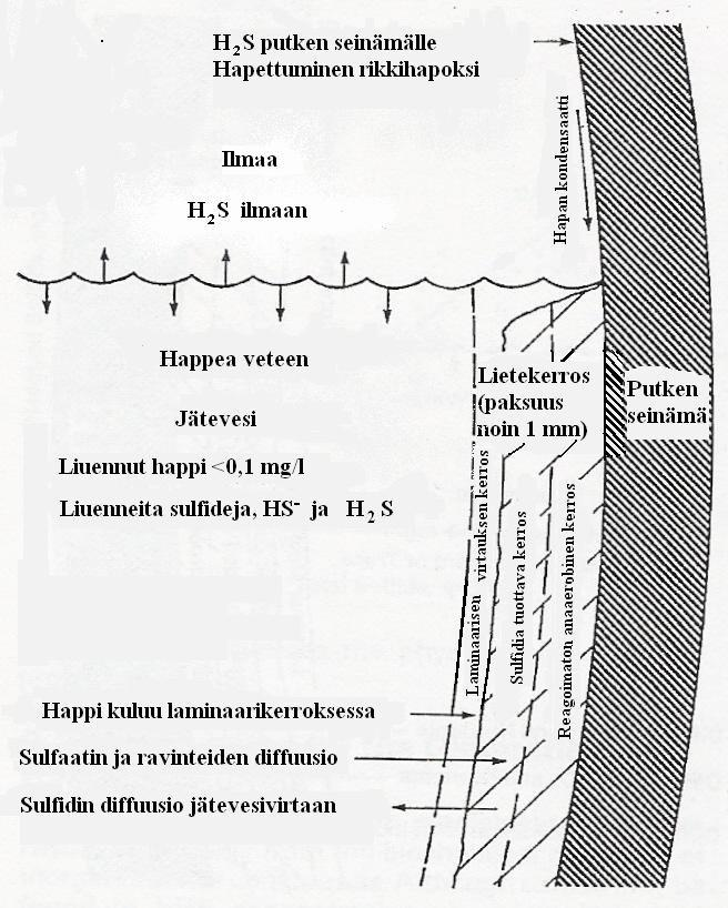 8 KUVA 4. Viemärin seinämän biofilmin toiminta vähähappisissa olosuhteissa. (Aatola 20