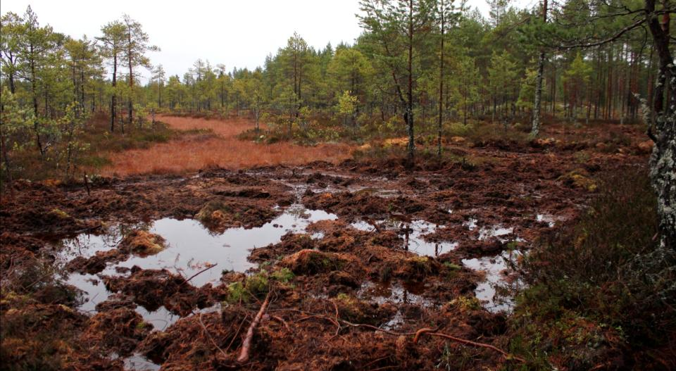 Kuva Kiimanevan etelälaiteelta pohjoiseen 4.11.