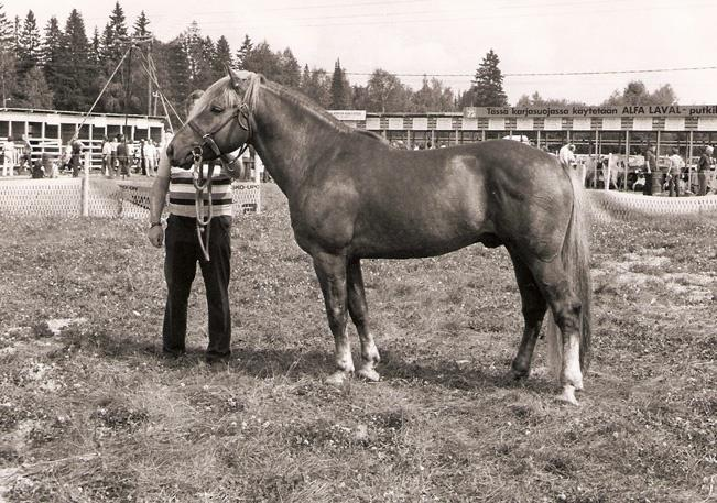 V.T. Ajatus vuonna 1978 Trt, 158 cm, luonne 10, liikkeet 9, jalat 8, kaviot 9, I palkinto.