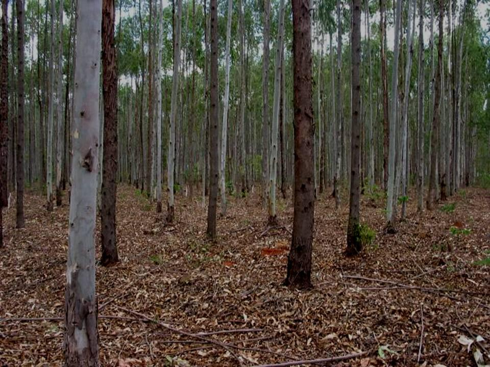 Metsäenergian lisäysmahdollisuus n. 2% maailman energiankulutuksesta 1200 1000 Milj.