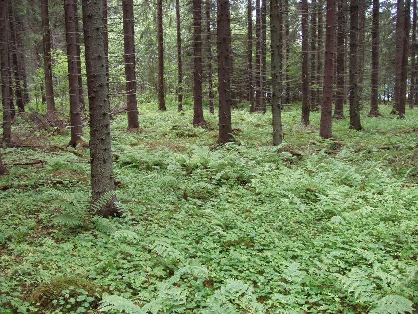 FCG SUUNNITTELU JA TEKNIIKKA OY Kaavaselostus, ehdotus 19 (32) ja metsäkastikka. Muuta lajistoa mm. lillukka, metsämansikka, metsäimarre, nuokkuhlemikkä, kultapiisku ja metsäalvejuuri.