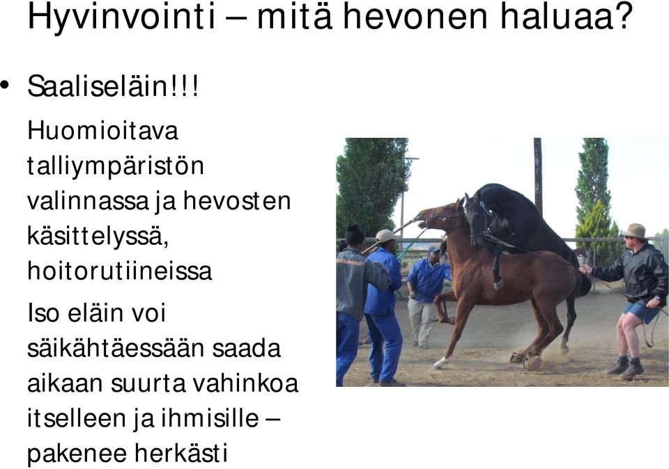 käsittelyssä, hoitorutiineissa Iso eläin voi