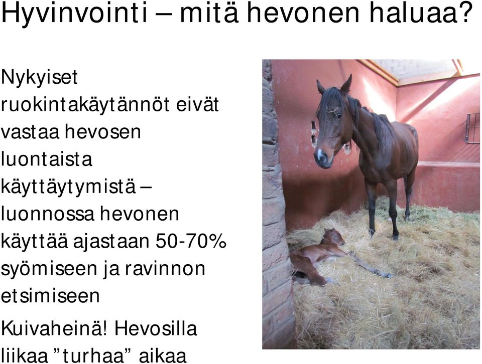 luontaista käyttäytymistä luonnossa hevonen käyttää