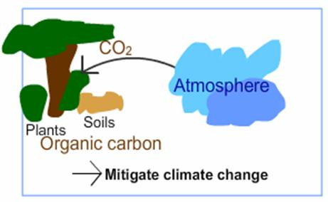 What is mitigation? What is mitigation?