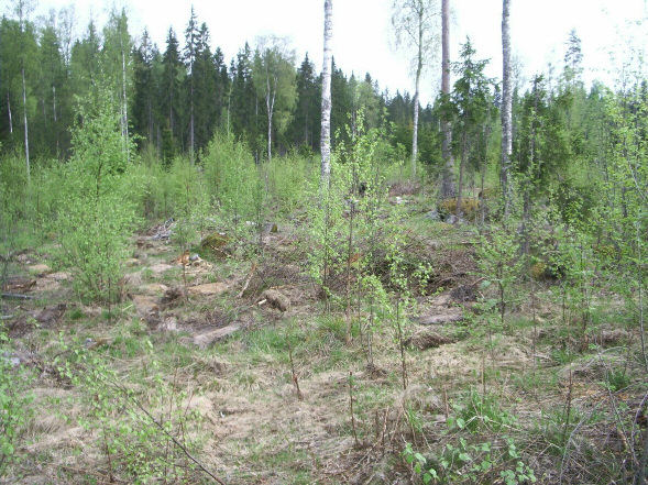12 Asuinpaikan maastoa luoteeseen. Yllä.