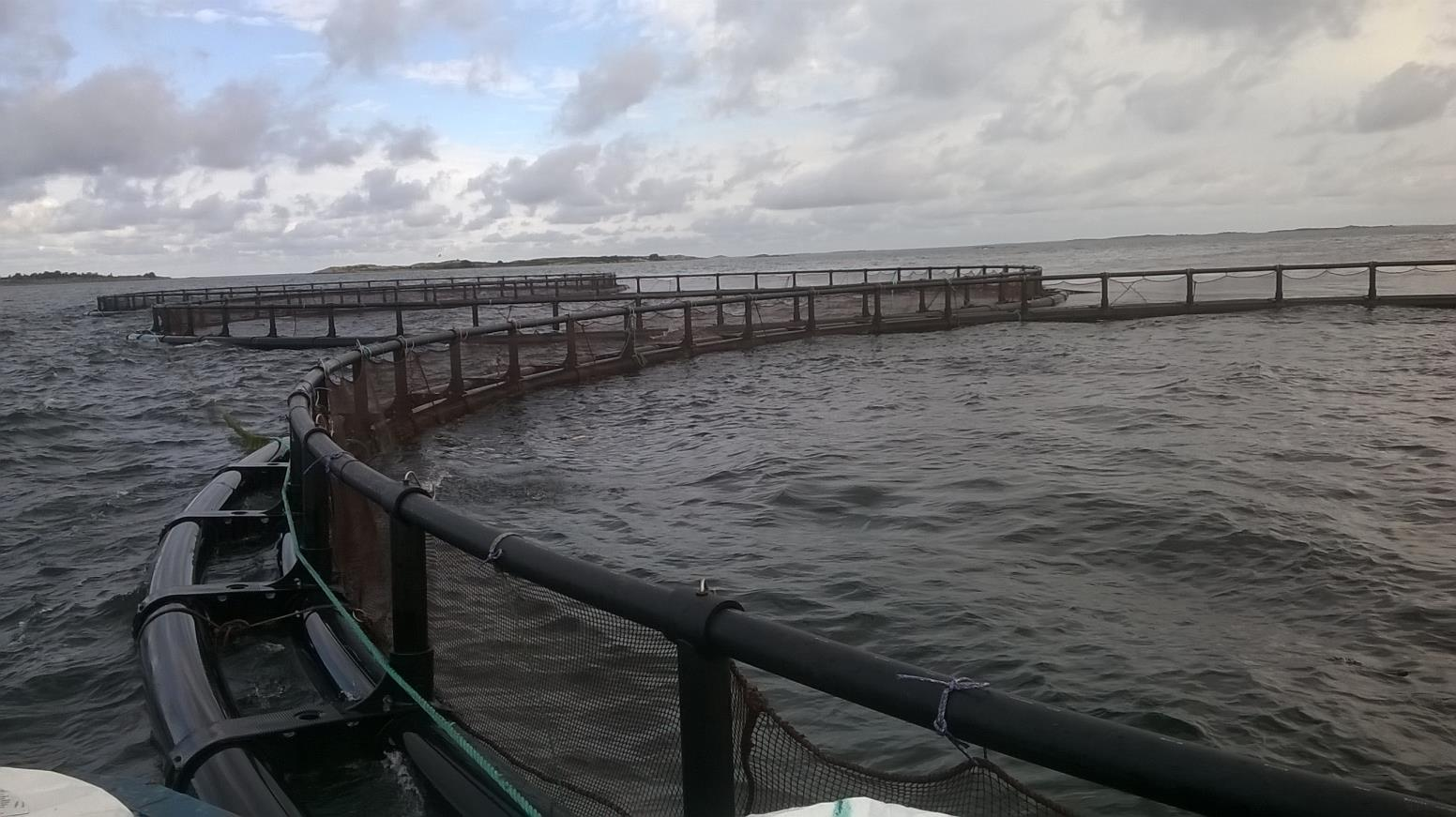 Brändö Lax,